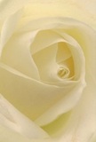 Allow yourself to be drawn deep into the soft core of a cream-white rose, its petals unfurling in a mesmerizing spiral that echoes the gentle rhythms of Osidge life. The composition exudes calm, as diffused morning light wraps each velvety petal, hinting at the nearby serenity of Oakleigh Park's green spaces. Shadows delicately sift between each ivory fold, imparting subtle drama and a sense of intimacy as though you are standing right beside a seasoned florist at their workbench. This bloom's quiet grace makes it a perfect choice for honoring loved ones, offering admiration, or welcoming new chapters in life within Osidge. The almost imperceptible fragrance is sweet and understated, leaving a lingering comfort akin to that of a thoughtful embrace. Every detail-each curve, each shadow-speaks to the artisan's devotion and the timeless artistry of Osidge floristry, culminating in a bouquet that offers peace, reverence, and a soft beacon of hope for any occasion.